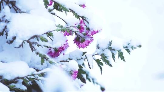 雪中的绽放的花