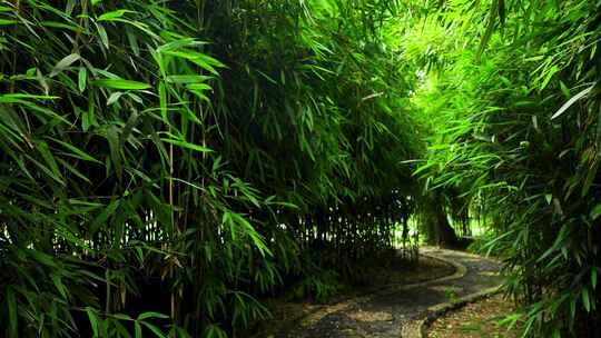 阳光下江南园林竹子竹叶逆光的炫光光影