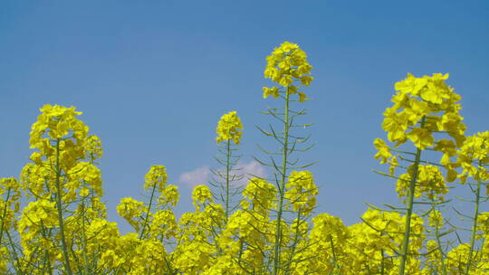 低角度拍摄蓝天下春天的油菜花田野