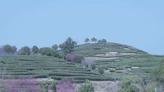 樱花蜜蜂采花和茶园风光