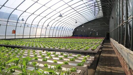 温室大棚水培蔬菜育苗棚