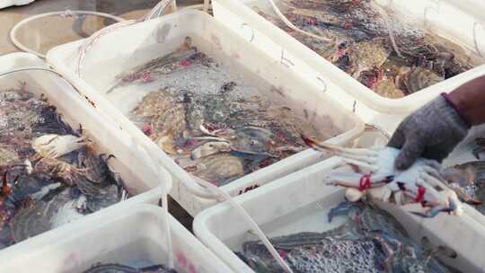 海鲜市场新鲜捕捞的海鲜