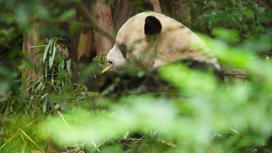 可爱国宝大熊猫吃竹叶玩耍合集