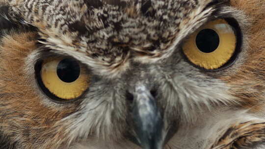大角猫头鹰的眼睛眨得极慢
