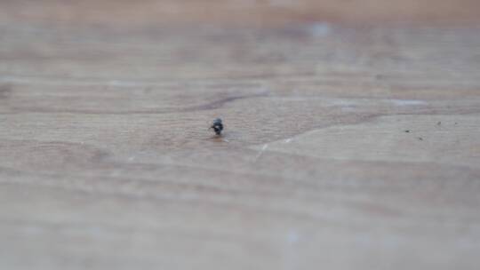 桌子上的蚂蚁打架特写
