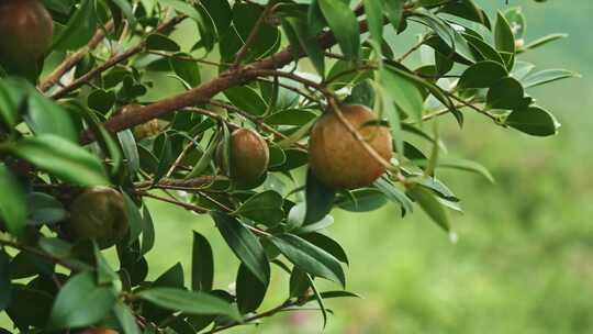 茶油果 油茶果 油茶种植视频素材模板下载