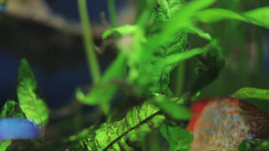 水族馆里的鱼类和植物