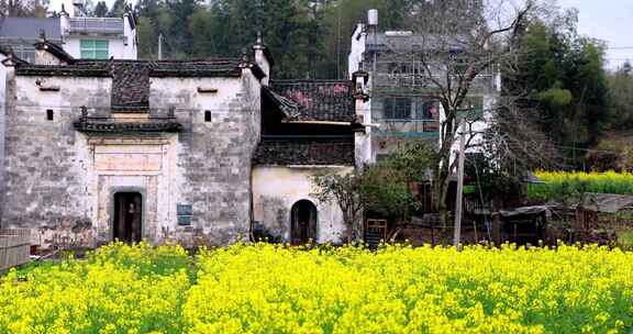 江西婺源思溪延村徽派建筑油菜花