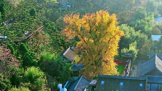 古观音禅寺银杏树秋景