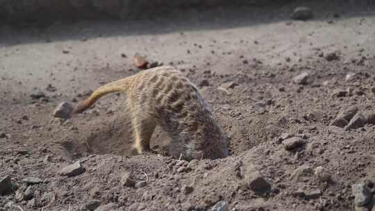 猫鼬在动物园里挖东西