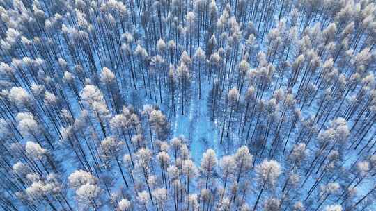 鸟瞰林海雪原雪林