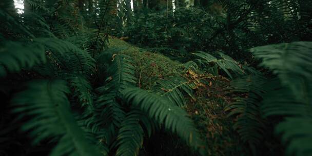 雨林丛林植物特写合集