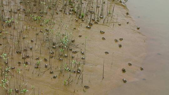 航拍生态湿地螃蟹