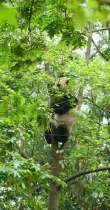 竖屏拍摄一只国宝大熊猫爬树吃春天嫩叶