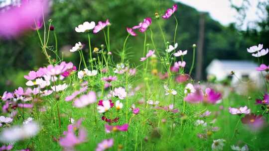 二十四节气夏至