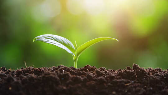 一颗小树苗生长