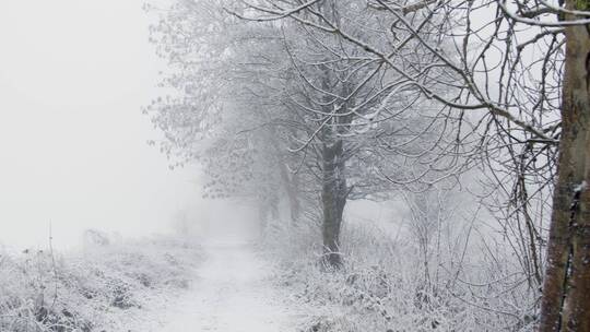 平移拍摄穿过白雪覆盖的小路