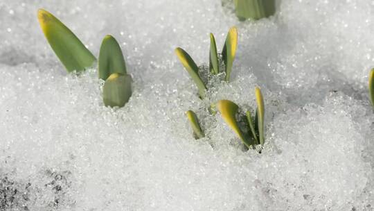 融化在地面上的积雪