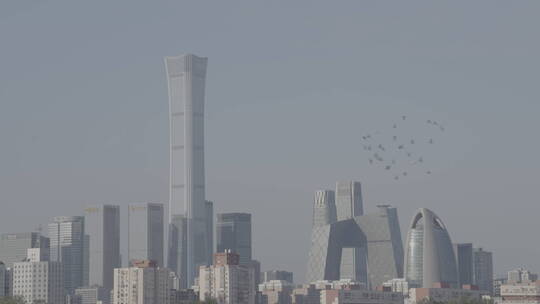 城市高空飞翔的鸽子 北京鸽子