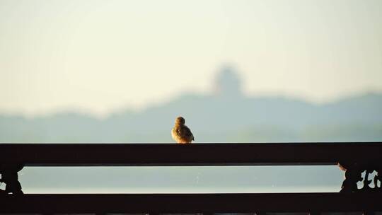 西湖栏杆上栖息的小鸟