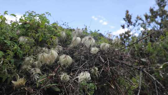 高原植物