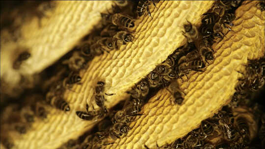 蜜蜂养殖 蜂巢视频素材模板下载