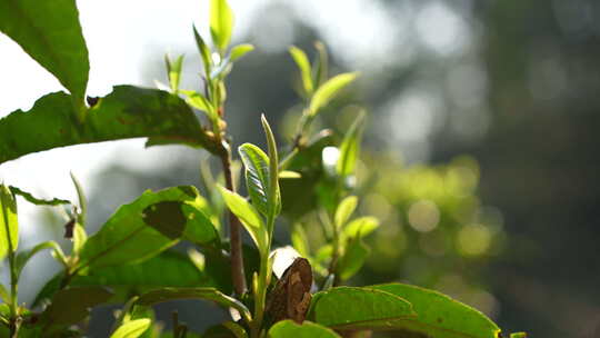 茶园茶叶嫩叶嫩芽普洱茶新芽