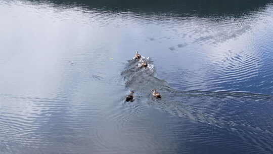 航拍湖面上追逐嬉戏的野鸭