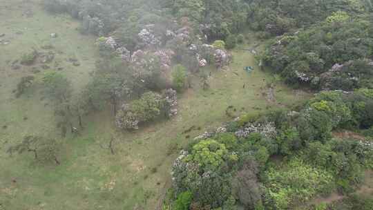 信宜八排顶高山杜鹃花航拍