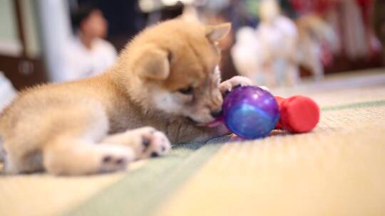 济南宽厚里柴犬舍