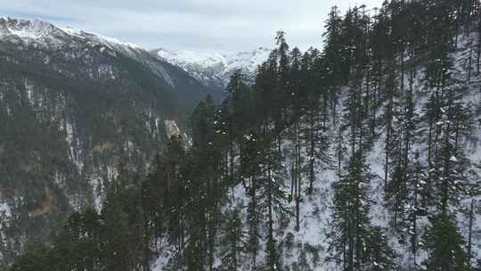 航拍雪山森林