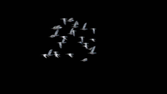 一群鸽子飞过合成鸟类素材带通道 (2)