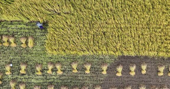 俯瞰稻田农民收割稻子