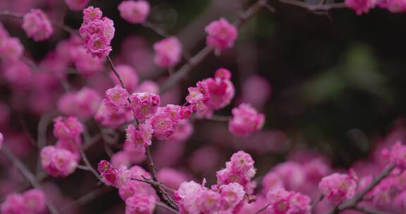 盛开的梅花花朵生机勃勃