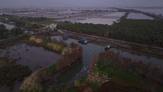 中国广东省珠海市斗门区磨刀门水道落羽杉