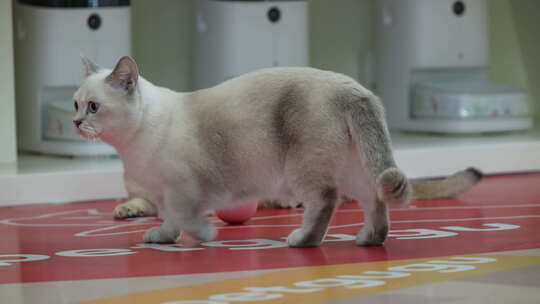 宠物猫 撸猫馆 宠物 宠物经济 投喂食物