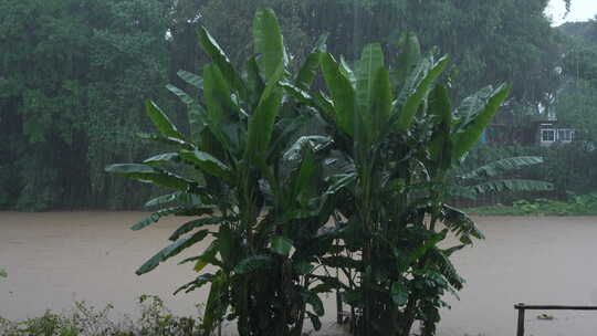 香蕉树芭蕉扇绿树绿植河流江湖湄公河