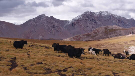 西藏高原牦牛