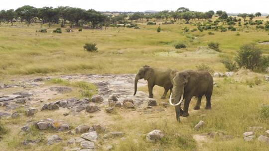 大象群悠闲自在