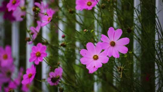 草原格桑花