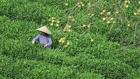 茶园采茶