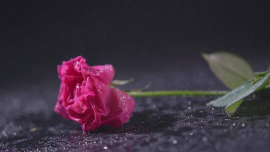 雨水打在玫瑰花上
