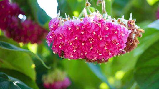 非洲芙蓉花