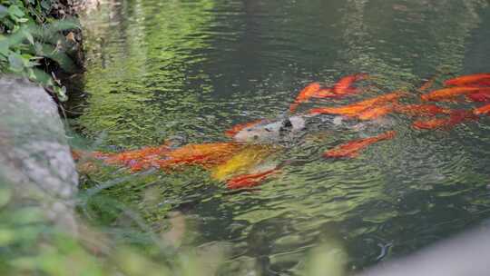鱼池红鲤鱼