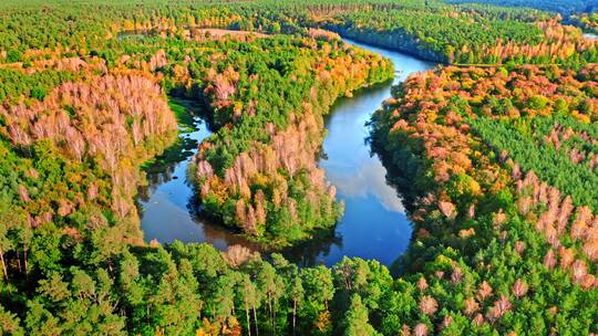 秋天森林河流航拍视频素材模板下载
