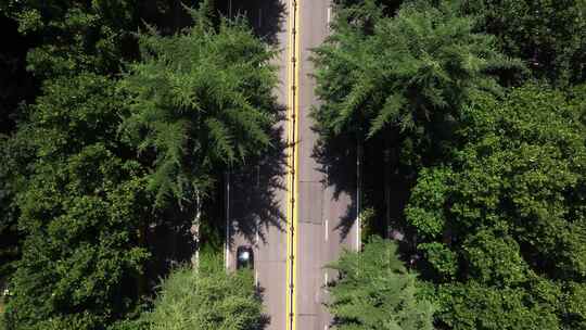 俯瞰树林中间的道路