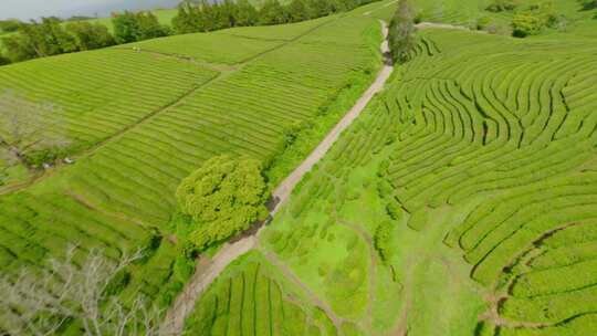 种植园，梯田，茶， Fpv