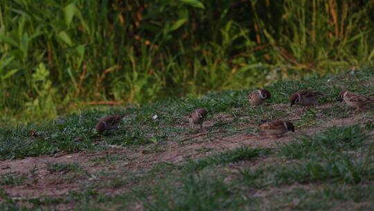 一群麻雀 草地上的鸟儿们