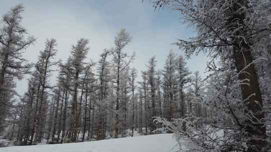 雪后森林全景，一片银装素裹的景象