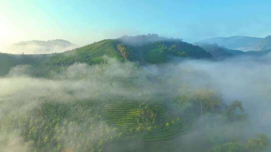 普洱茶山云海云雾航拍视频素材模板下载